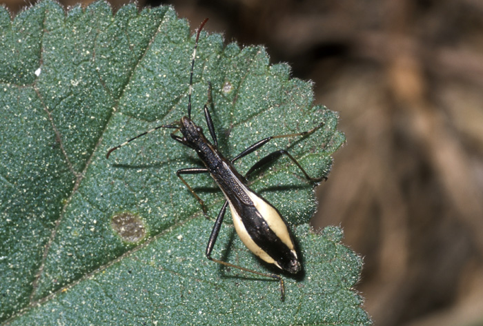 Alydidae: Micrelytra fossularum